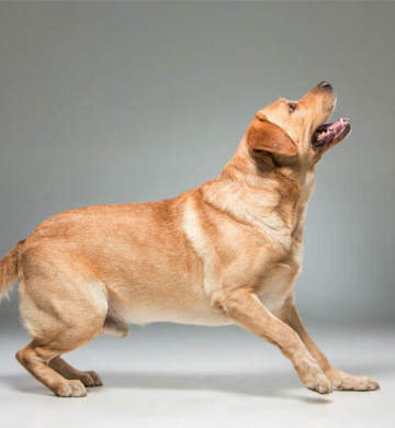 German Shepherd For Sale