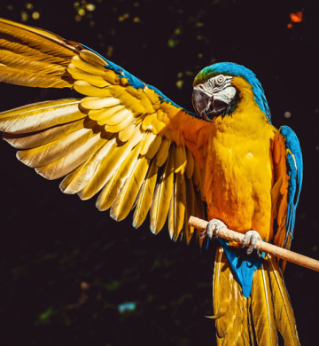 Green Parrot For Sale