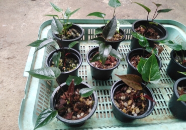 Anthurium Pots