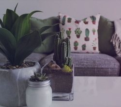 Hotel Dingo Downtown