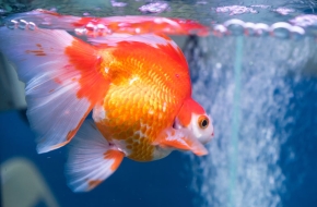Goldfish For Sale