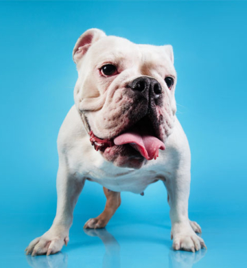 Labrador puppies import quality