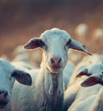 Goat for sell