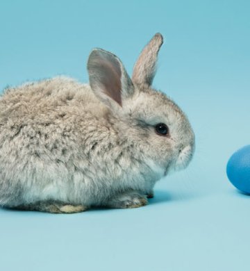 Rabbit for sell