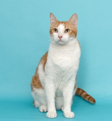 Imported blood line pink pedigree
