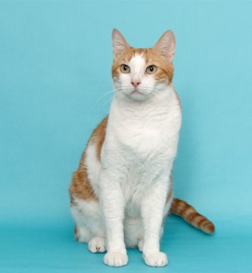 Imported blood line pink pedigree