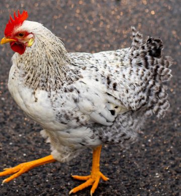 Golden Misri Hens
