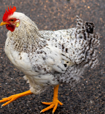 Golden Misri Hens