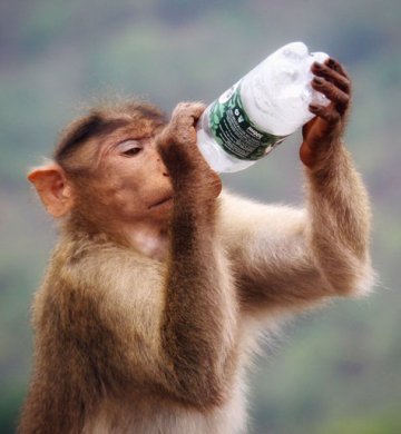 monkey for sell