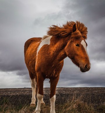 Horse for sell