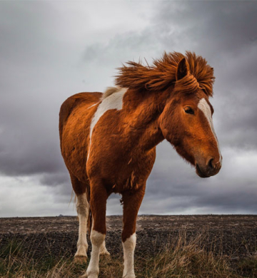 Horse for sell