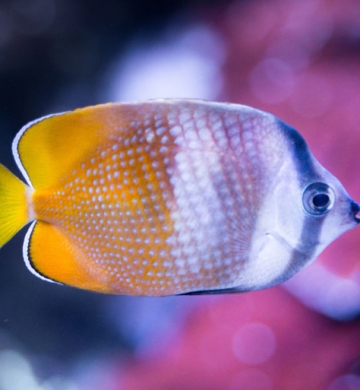 Fish for sell