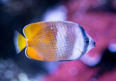 Fish for sell