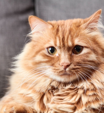 Persian punch kitten for sell