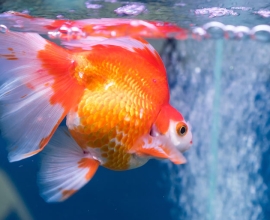Goldfish For Sale